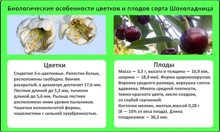 Схема посадки вишни шоколадница