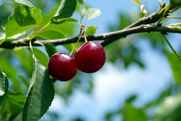 Třešeň obecná Nizhnekamskaya – popis odrůdy, charakteristika