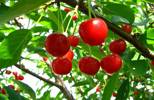 Топ-9 сортов вишни для выращивания в средней полосе