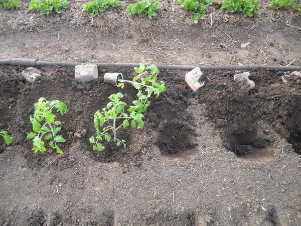 Уход и выращивание помидоров в открытом грунте