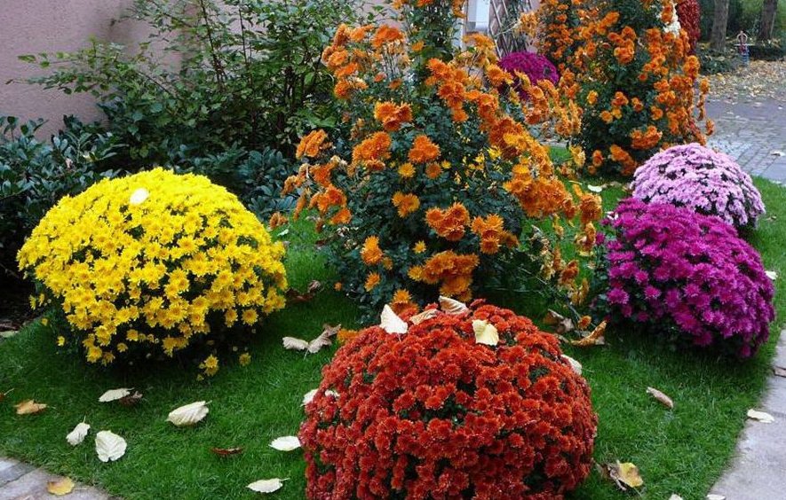Украшаем сад: посадка и уход за многолетними садовыми хризантемами