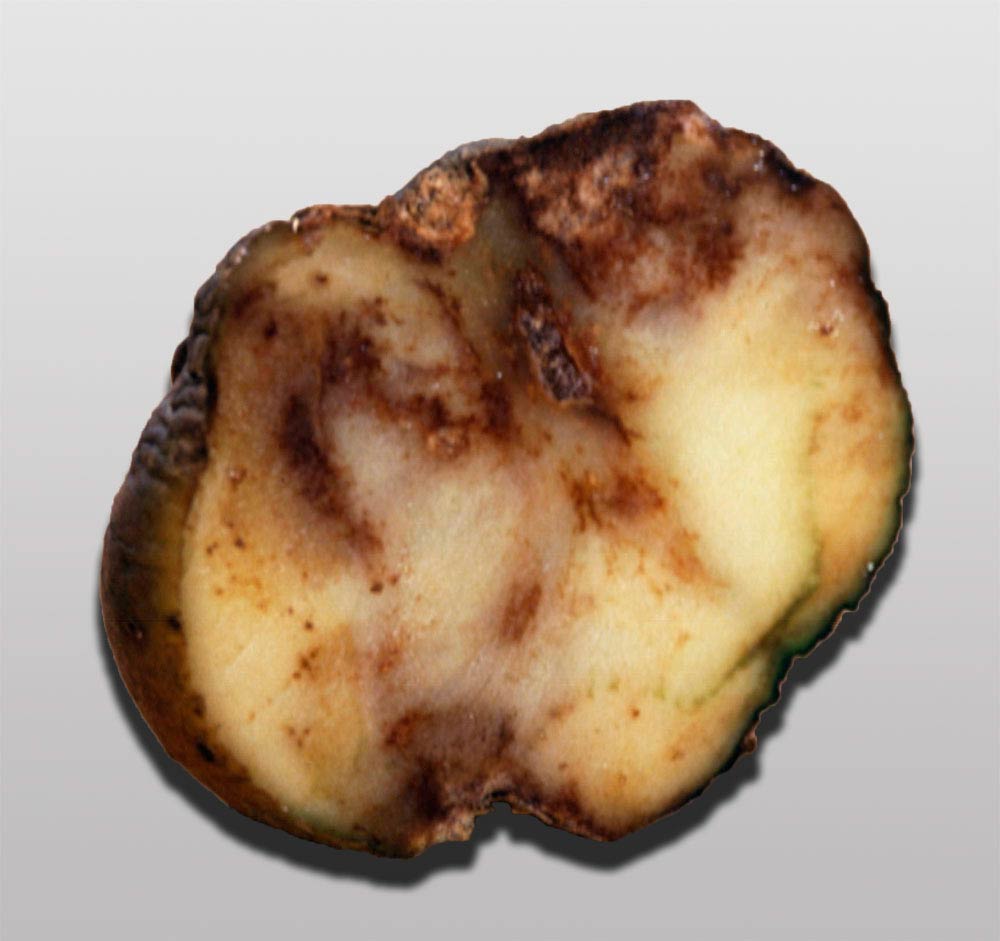 Все, что нужно знать о фитофторозе картофеля