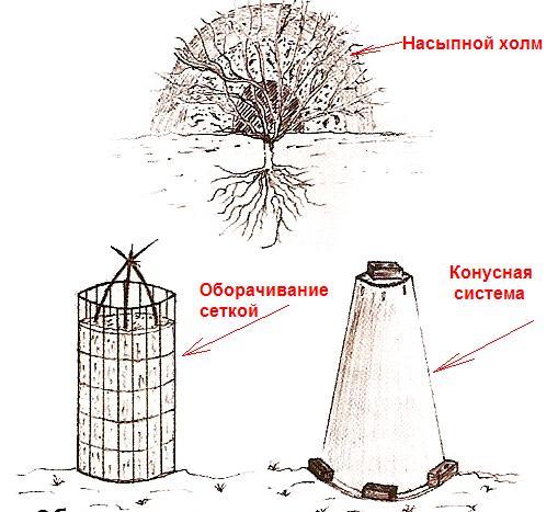 Все о выращивании крупноплодной ежевики сорта Торнфри на даче