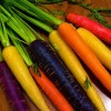 Желтая морковь – разновидности и описание