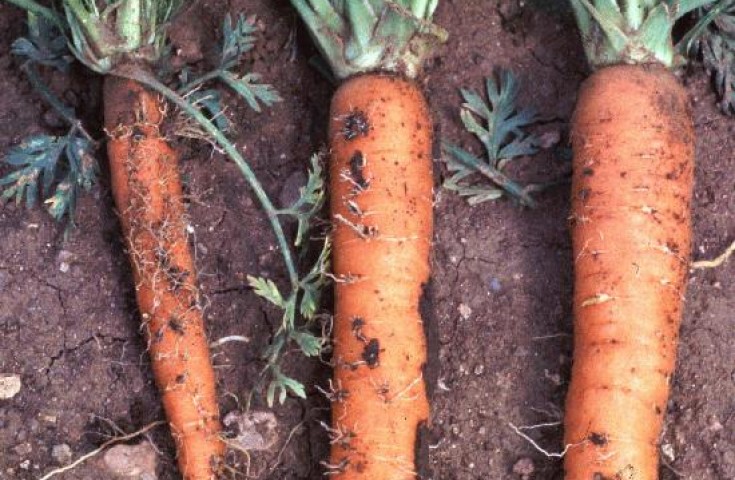 Болезни и вредители моркови – лучшие способы борьбы