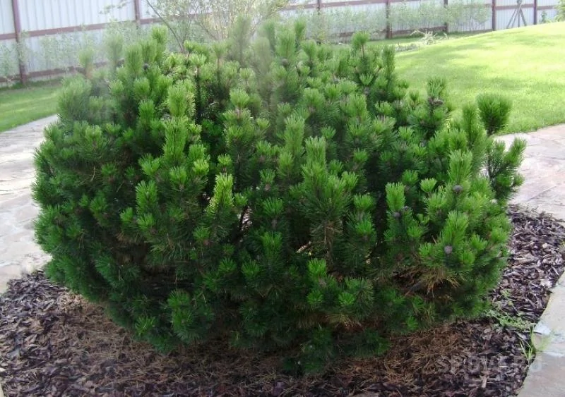 Горная сосна Мугус (Pinus mugo Mughus)