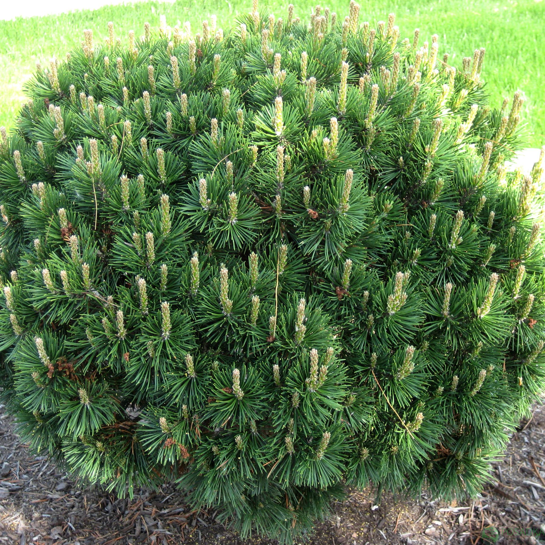Горная сосна Мугус (Pinus mugo Mughus)
