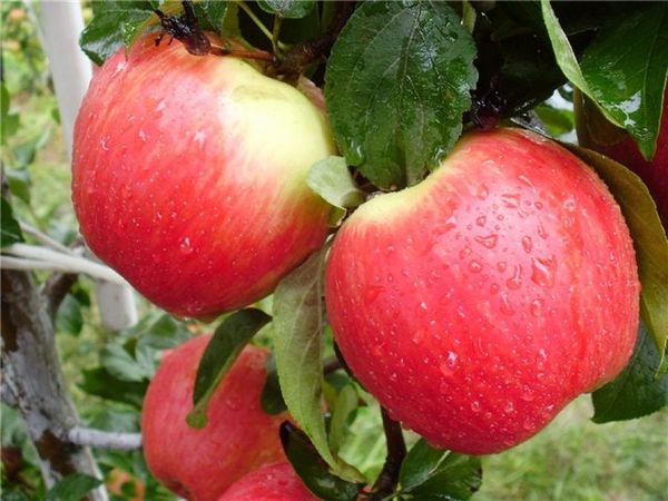Характеристика сладкой зимней яблони Хани Крисп
