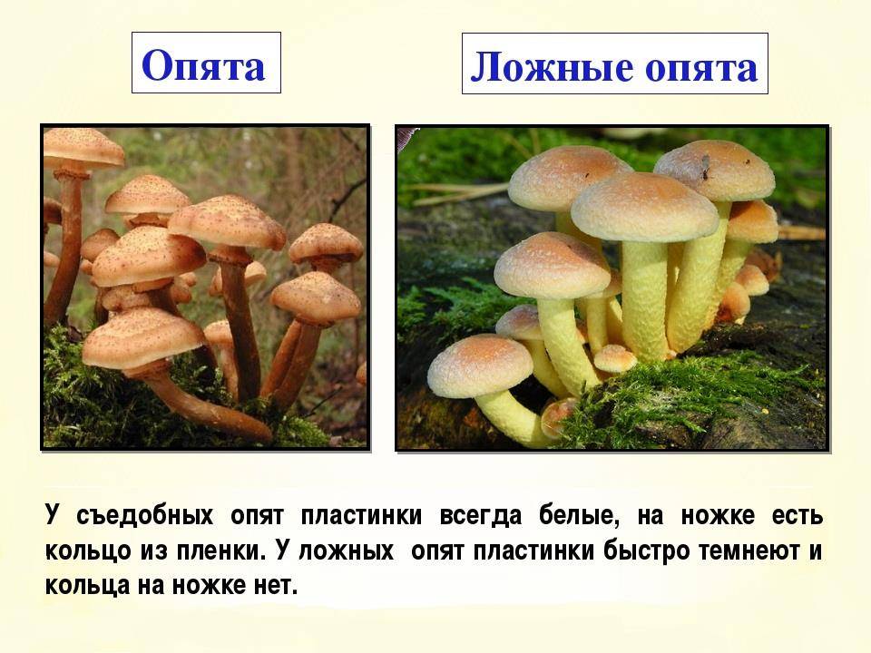 Как не попасть в “грибную ловушку”: 6 видов ложных опят с описаниями и фото