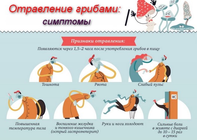 Как не попасть в “грибную ловушку”: 6 видов ложных опят с описаниями и фото