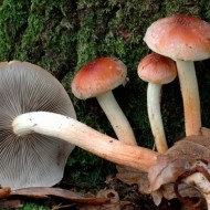 Как не попасть в “грибную ловушку”: 6 видов ложных опят с описаниями и фото