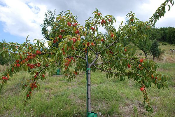 Как обрезать и сформировать дерево персика