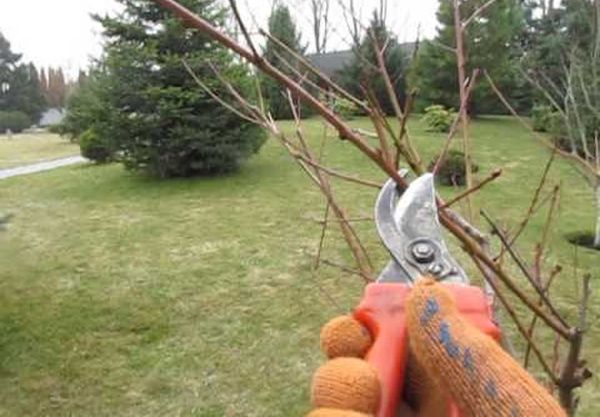 Как обрезать и сформировать дерево персика