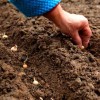 Как правильно посадить лук севок весной