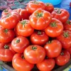 Как сажать помидоры в теплице правильно