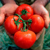 Как сажать помидоры в теплице правильно