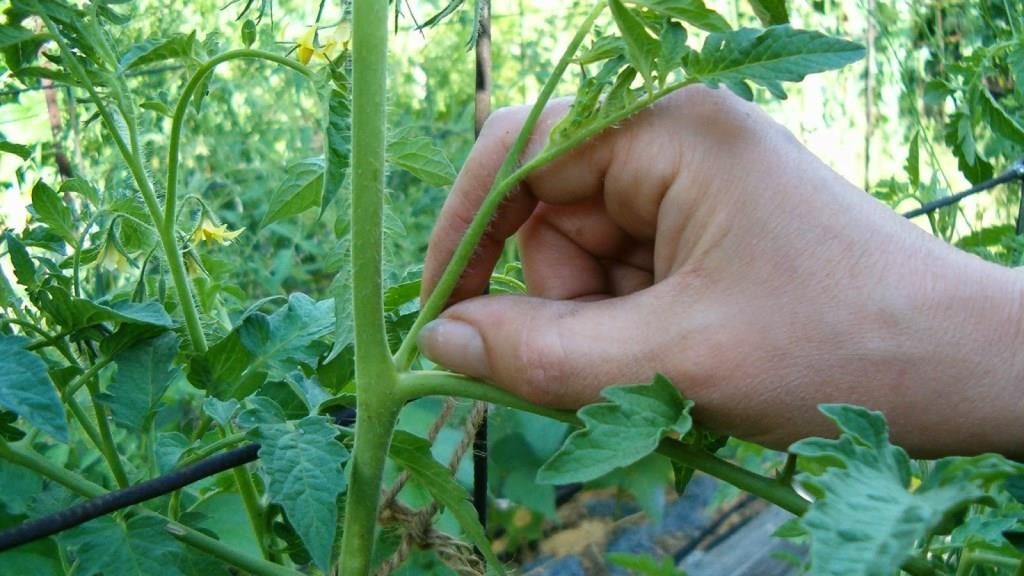 Как ускорить созревание томатов в теплице: советы и способы