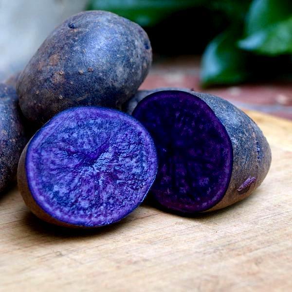 Как вырастить фиолетовую картошку у себя на огороде?