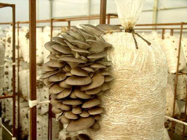 Как вырастить грибы в домашних грибницах: пошаговая инструкция