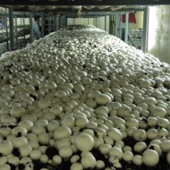 Как вырастить грибы в домашних грибницах: пошаговая инструкция