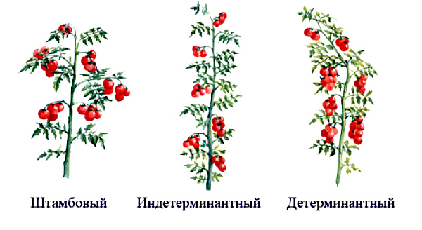 Какова схема формирования томатов в теплице
