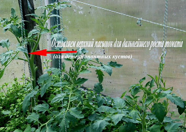 Какова схема формирования томатов в теплице