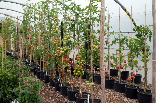 Какова схема формирования томатов в теплице