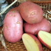 Картофель «Беллароза» – описание сорта
