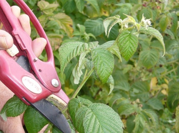 Когда и как обрезать малину – важные советы садоводам