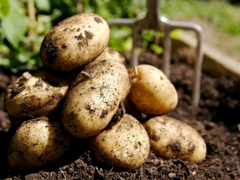 Надо ли обрывать цветы у картофеля: мнение специалистов