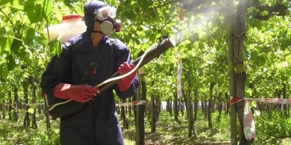 Назначение и инструкция по применению фунгицида «Топаз» для винограда
