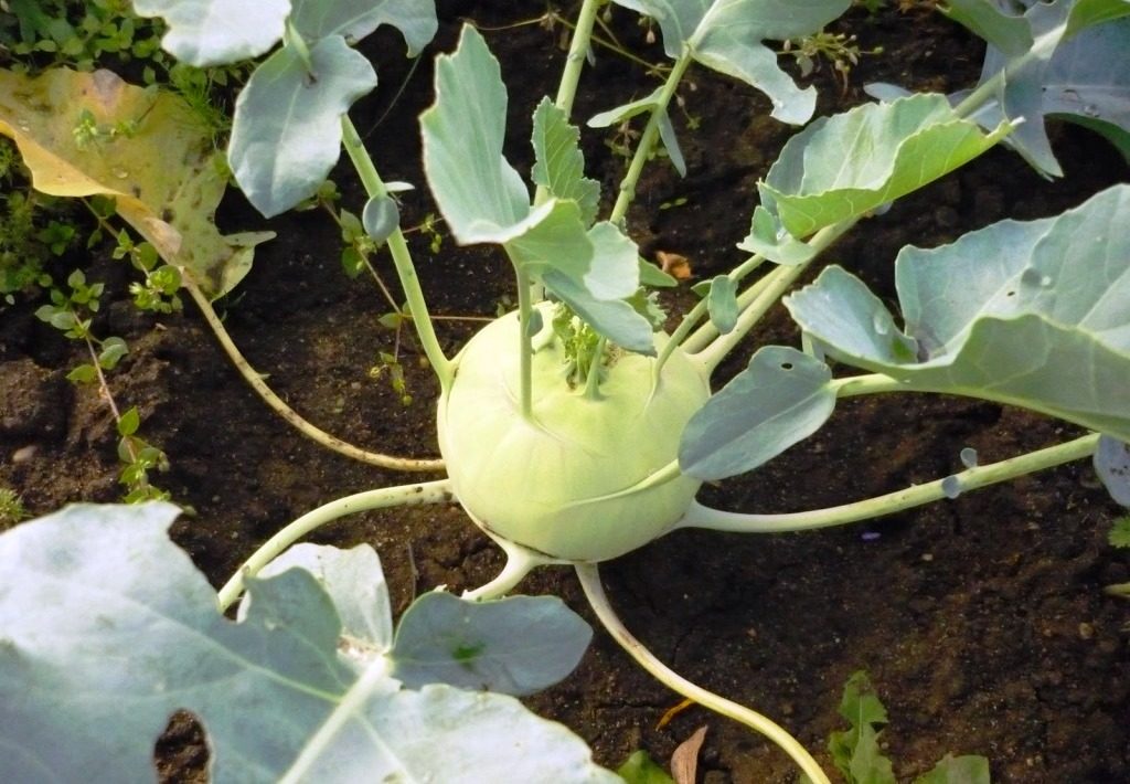 Неприхотливая разновидность белокочанной капусты – Кольраби
