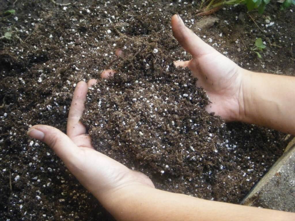 Нужно ли обрывать нижние листья у капусты: мнения специалистов