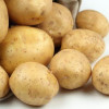 Обработка клубней картофеля: выбор средства