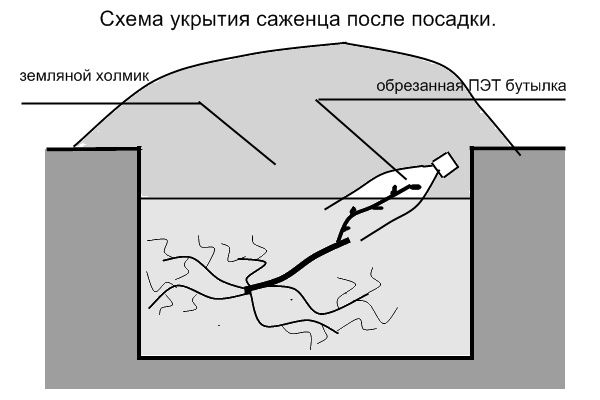 Обзор лучших сортов винограда и особенности посадки в Сибири