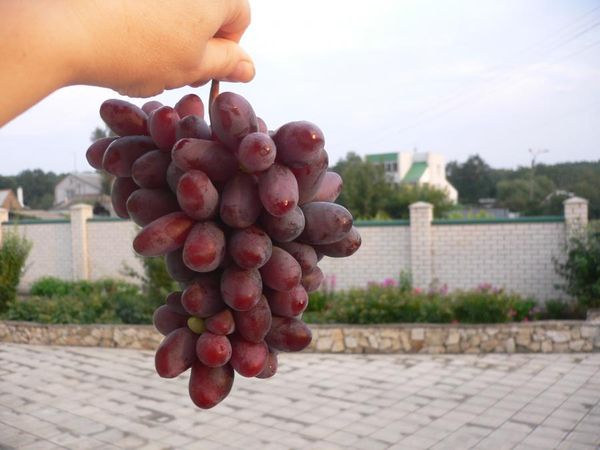 Обзор ранних сортов винограда разного срока созревания