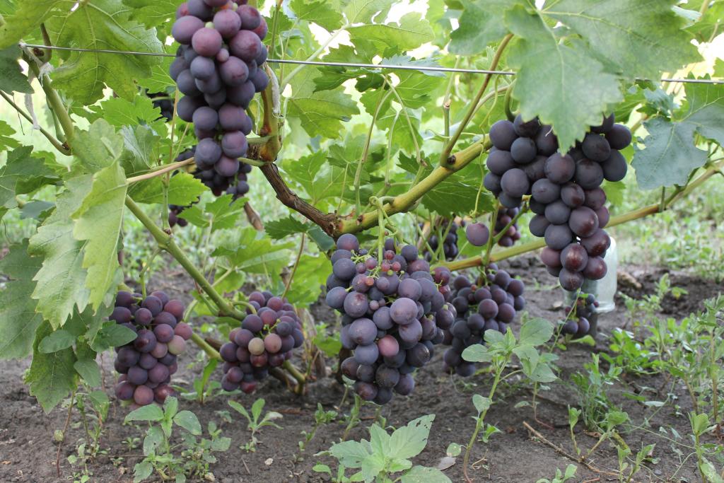 Описание и тонкости выращивания калифорнийского винограда Кардинал