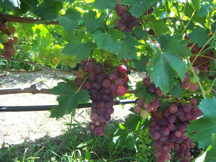 Описание и тонкости выращивания калифорнийского винограда Кардинал