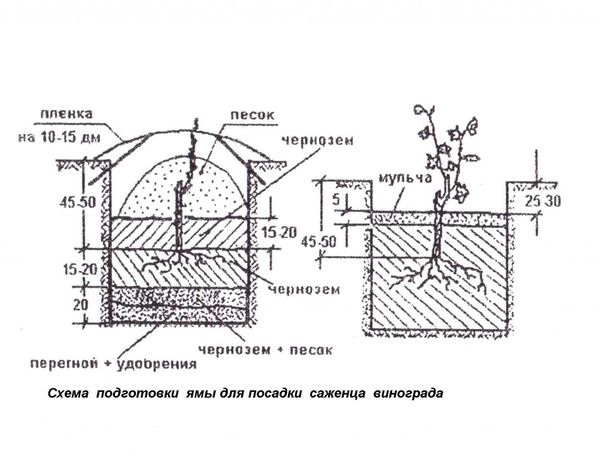 Описание и выращивание столового сорта винограда Кодрянка