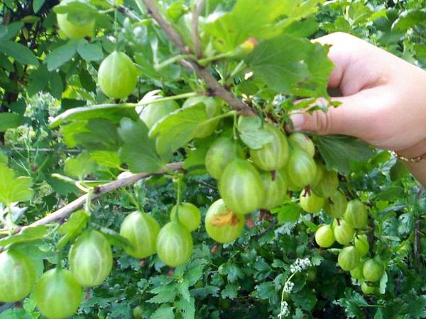 Описание урожайного сорта крыжовника Зеленый дождь