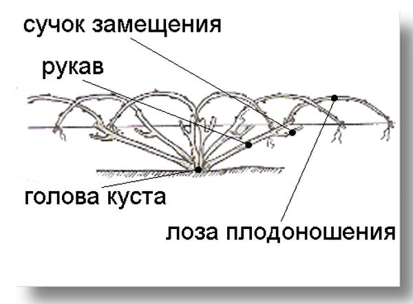 Основные схемы и правила формирования винограда