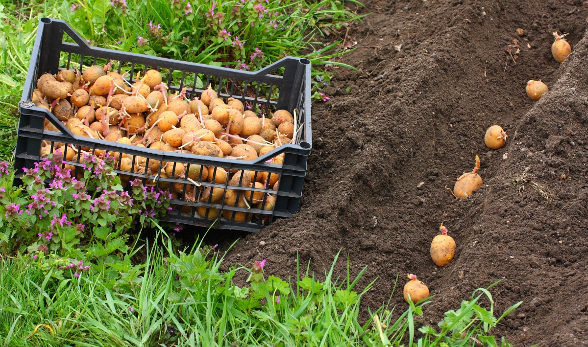 Особенности и способы посадки картофеля