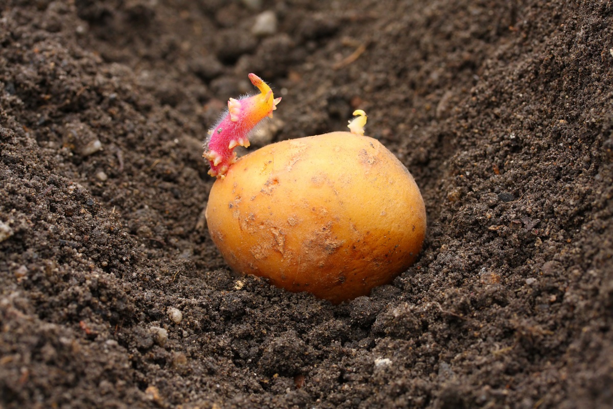 Особенности и способы посадки картофеля