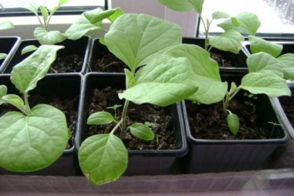 Особенности выращивания баклажанов из семян в домашних условиях