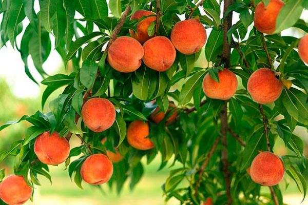 Персик – это фрукт или большая ягода