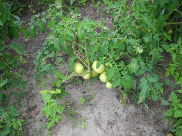 Почему и из-за чего вянут верхушки помидоров