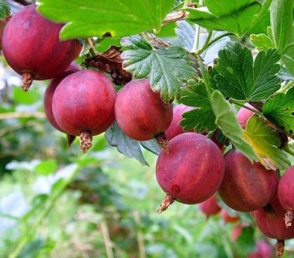 Популярные бесшипные урожайные сорта крыжовника
