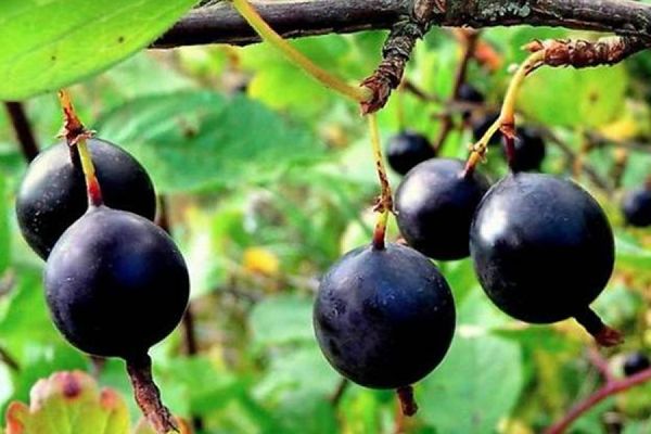 Популярные бесшипные урожайные сорта крыжовника