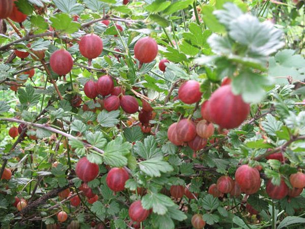 Популярные бесшипные урожайные сорта крыжовника