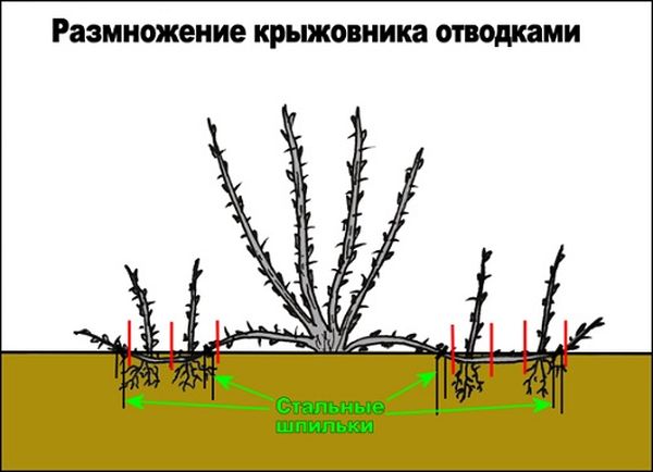 Правила и способы размножения кустов крыжовника